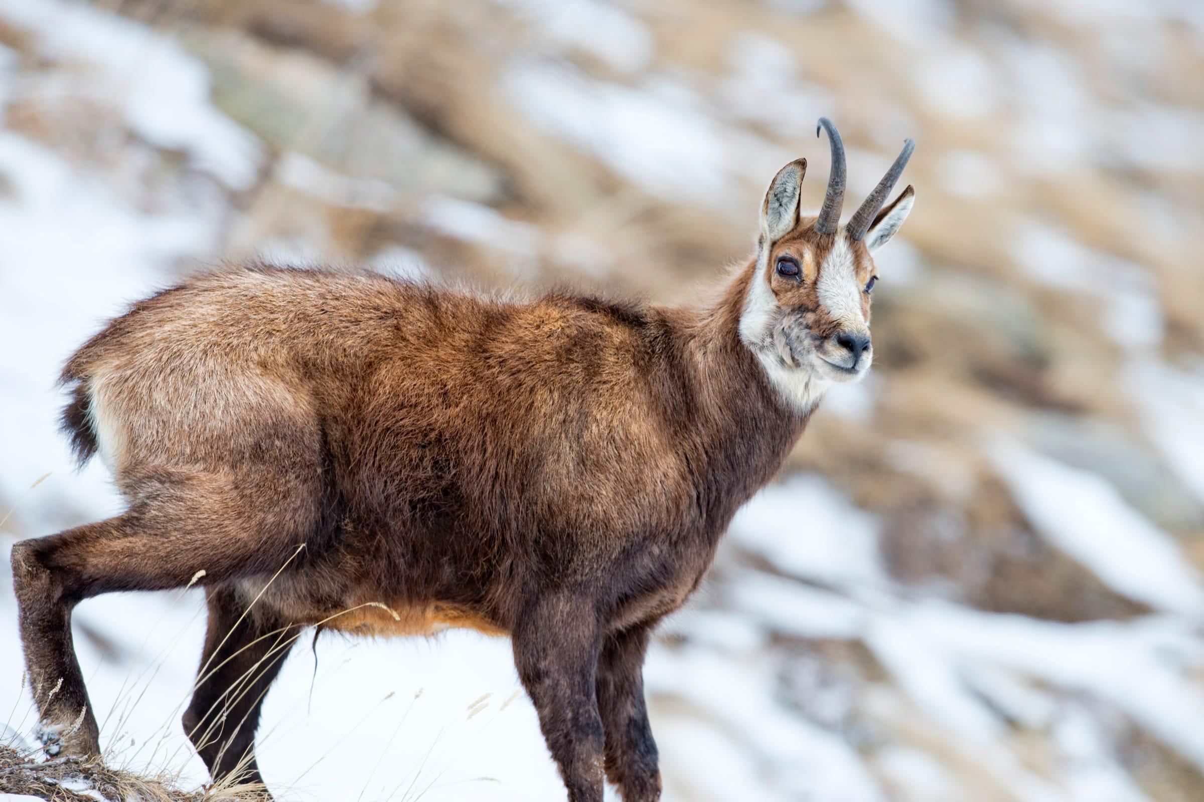 Chamois en montagne